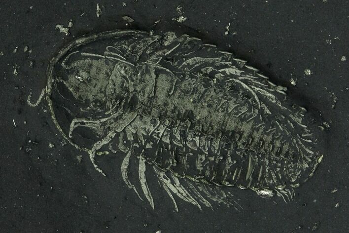 Pyritized Triarthrus Trilobite With Legs! - New York #26434